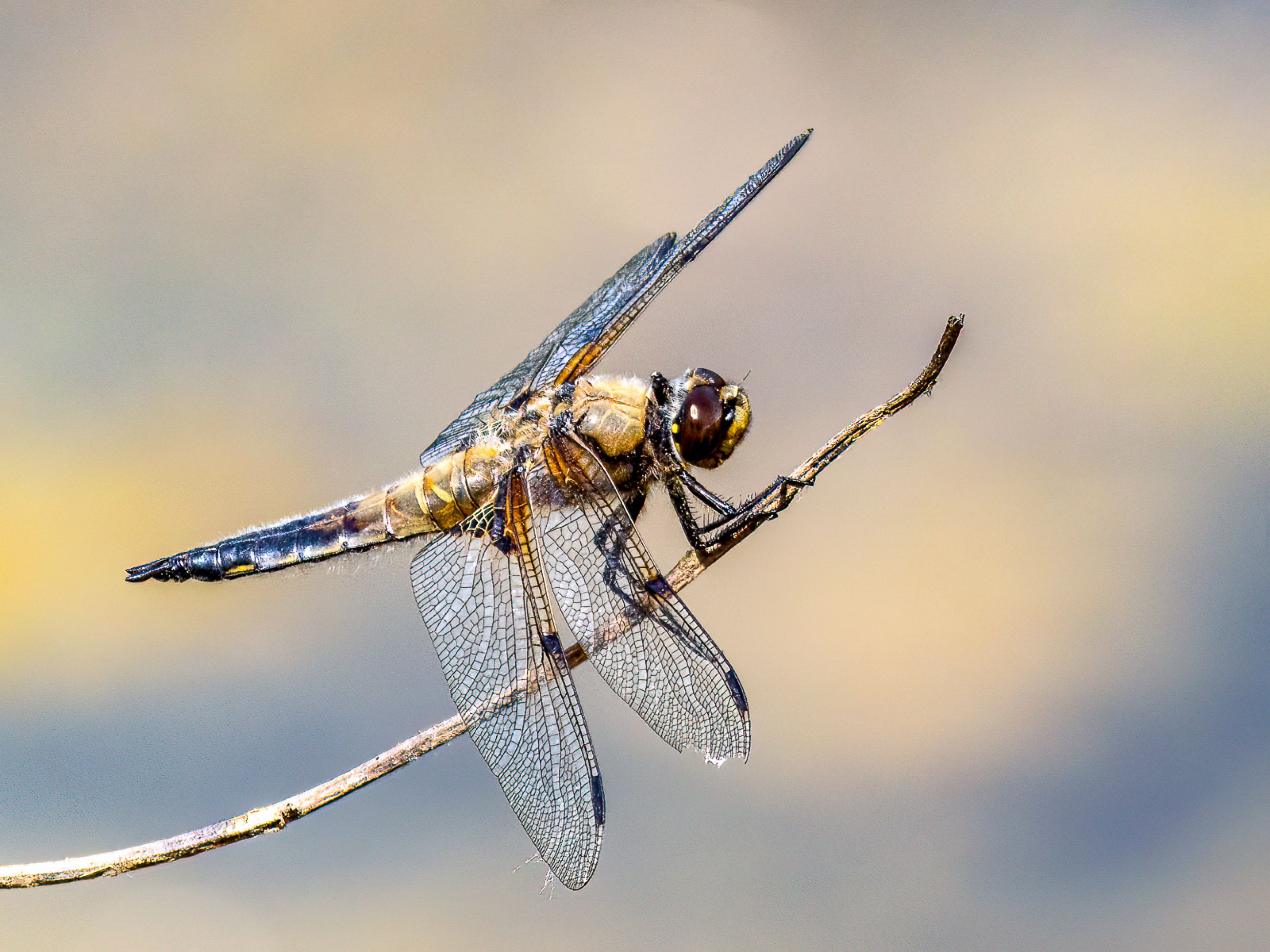 FOUR SPOT CHASER